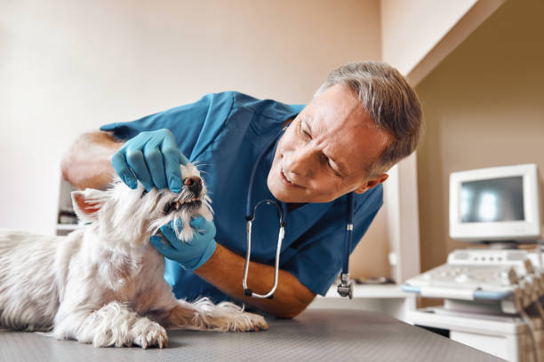 Best Emergency Treatment for Dental Infections or Abscesses in Berry Creek, CA